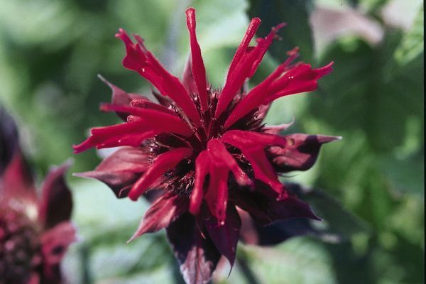 Bee Balm, Raspberry Wine 1gal