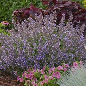 Catmint, Blue 1 gal