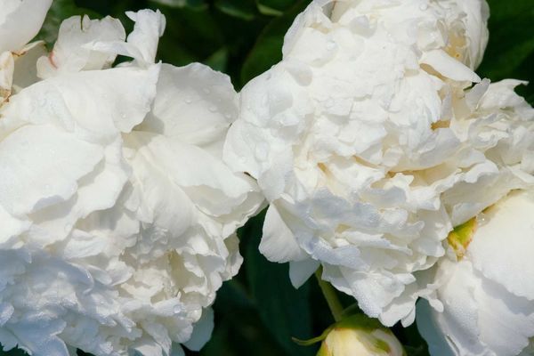 Peony, Bowl Of Cream 2 Gal