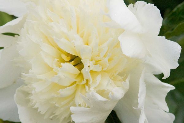 Peony, Charles White 3-5 eye