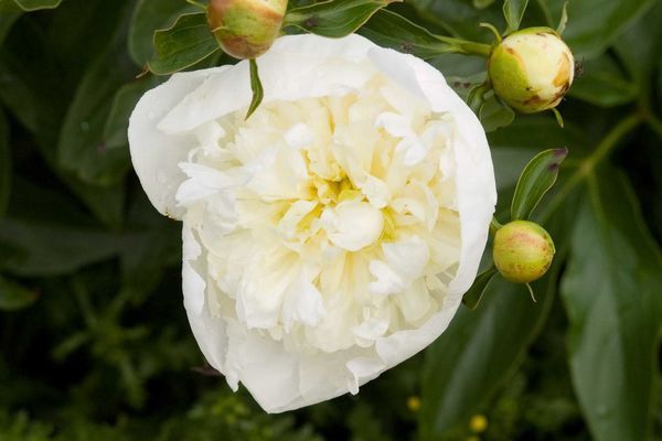 Peony, Duchess de Nemours-white 2 gal