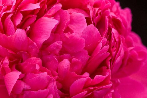 Peony, Felix Supreme 3-5 eye