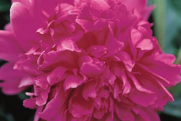 Peony, Felix Supreme 2 gal