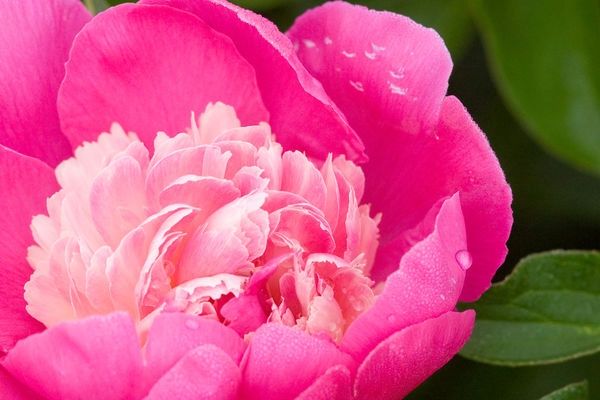 Peony, Gay Paree 3-5 eye
