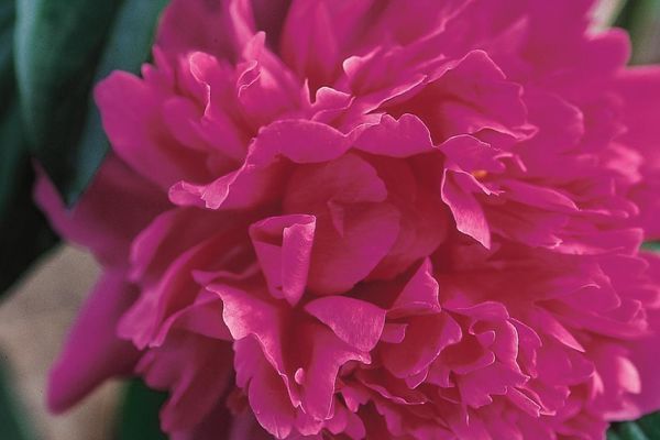 Peony, Kansas 2 gal