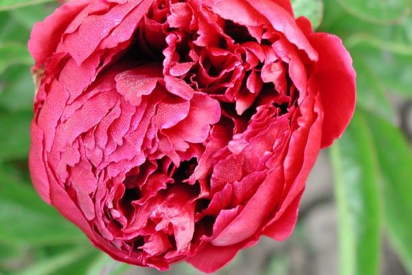 Peony, Mons Martin 2 gal