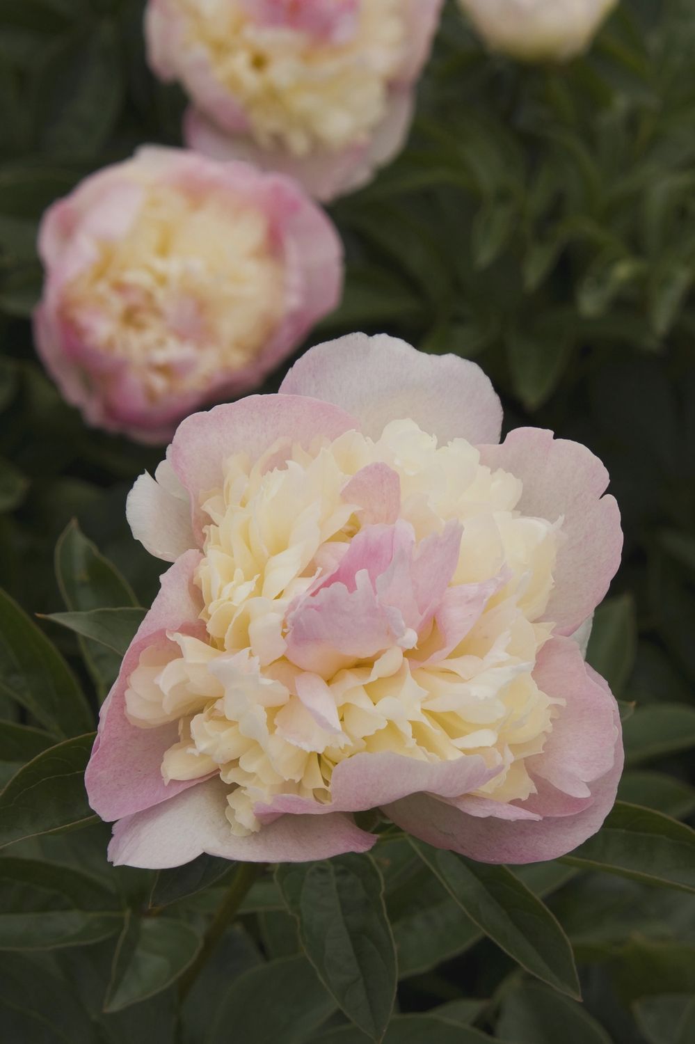 Peony, Raspberry Sundae 2 gal