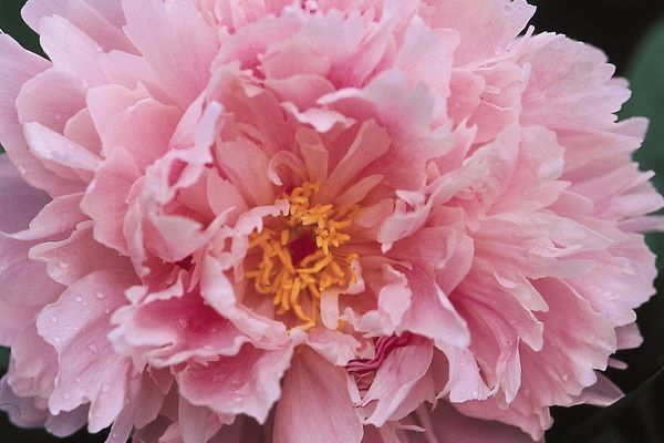 Peony, Sarah Bernhardt 2 gal Red