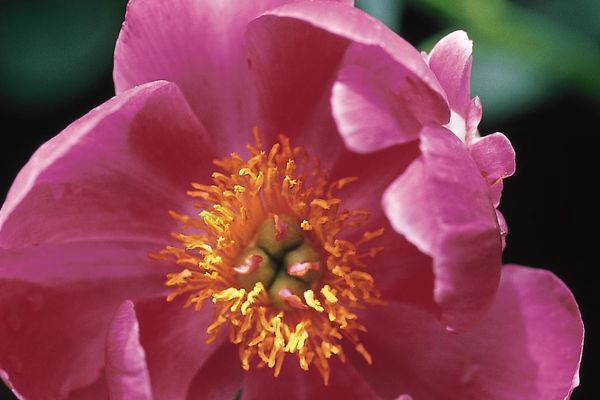 Peony, Scarlet O'hara 2 gal