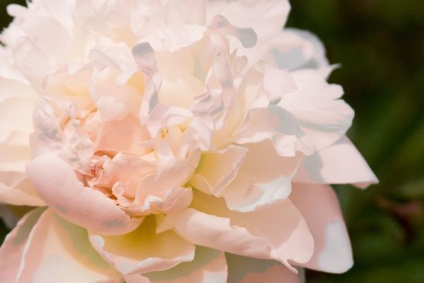 Peony, Tourangelle 3-5 eye