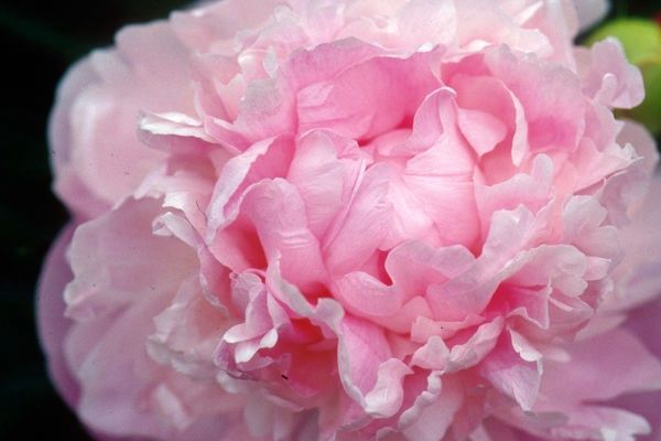 Peony, Vivid Rose 3-5 eye
