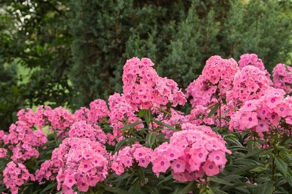 Phlox, Coral Creme 1 gal