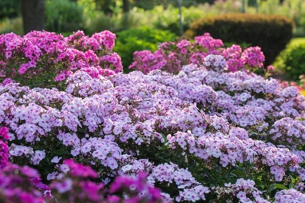 Phlox, Cotton Candy 1 gal