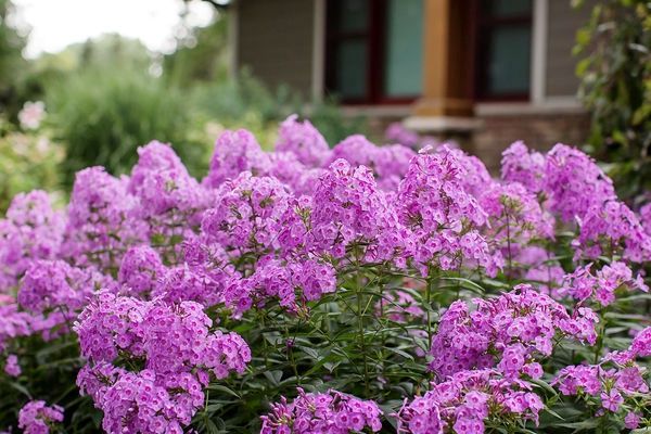 Phlox, Bubble Gum 1 gal