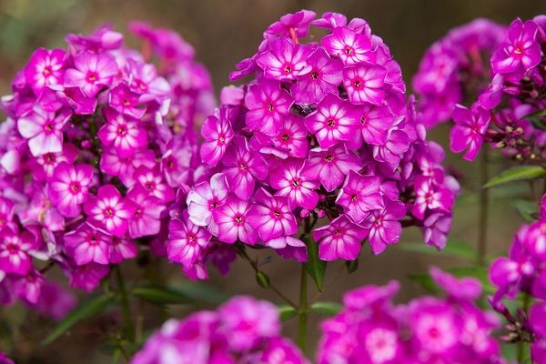 Phlox, Grape Lollipop 1gal