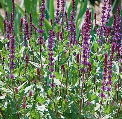 Salvia, Caradonna 1 gal