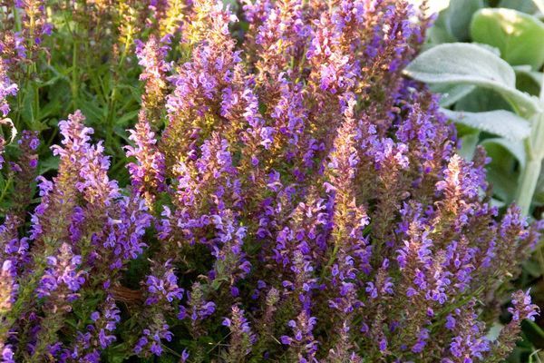 Salvia, Marcus 1 gal