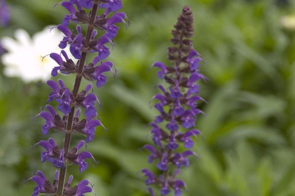 Salvia, May Night 1 gal