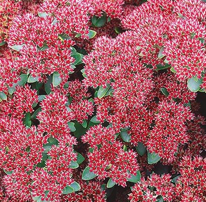 Sedum, Autumn Joy 1 gal