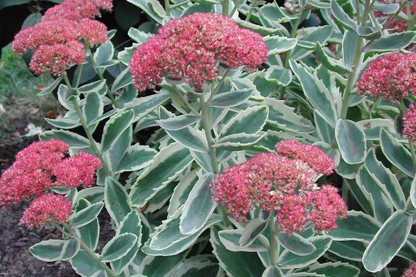Sedum, Autumn Charm 1 gal