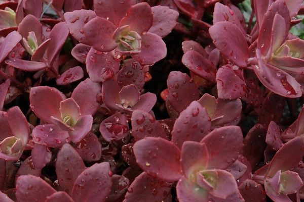 Sedum, Sunsparkler Firecracker 1gal