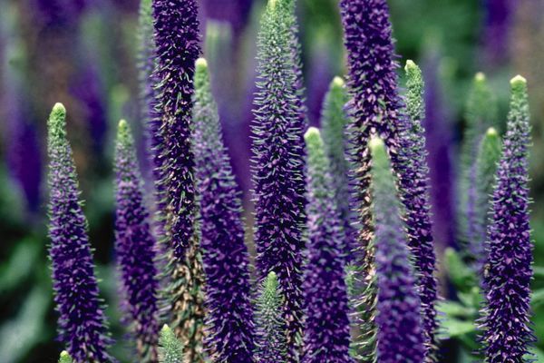 Veronica, Royal Candles 1 gal