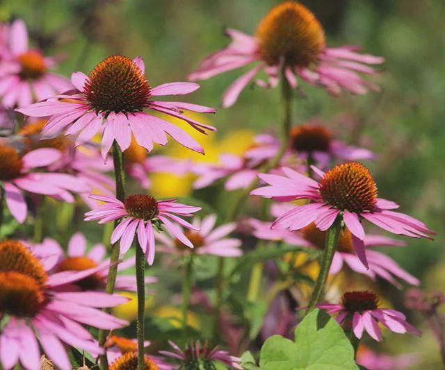 Coneflower, Magnus Superior 2 g