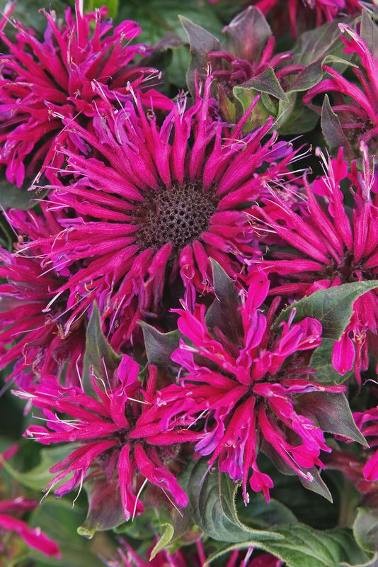 Bee Balm, Balmy Purple 1 gal