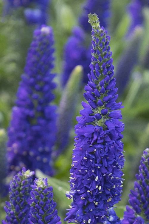 Veronica, Dark Blue 1 gal