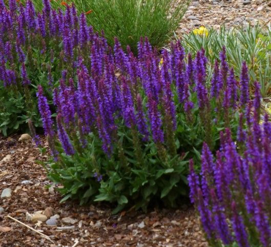 Salvia, Little Night 1 gal