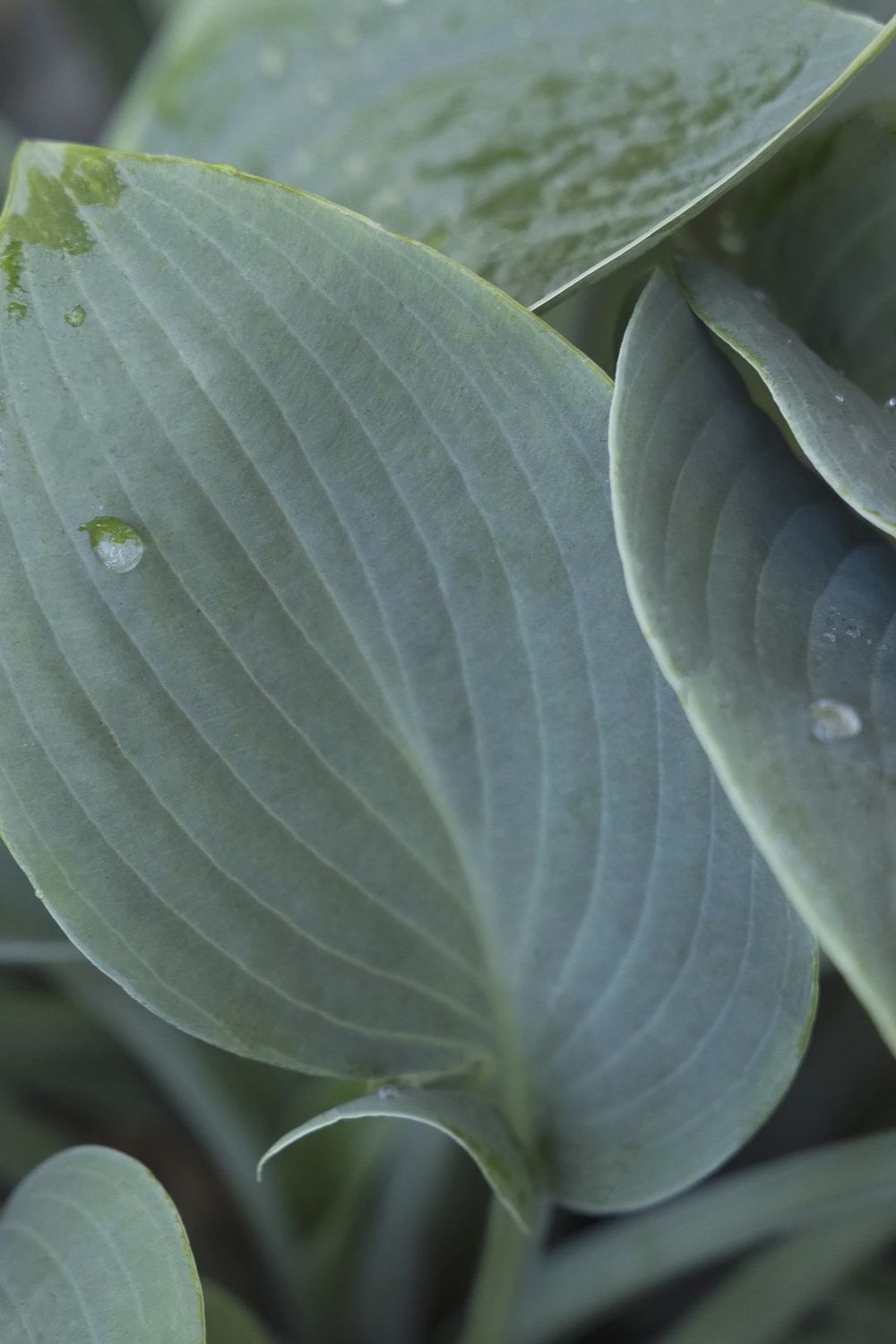 Hosta, Halcyon 1 gal