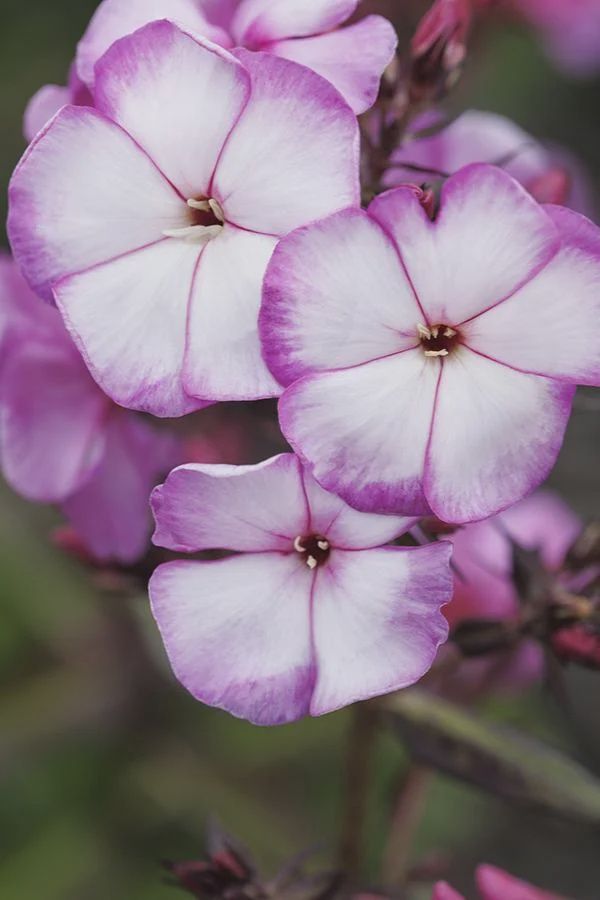 Phlox, Sweet Summer 2gal