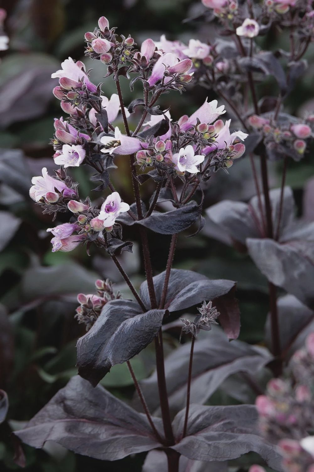 Beardtongue, Dakota Burgundy 1 gal
