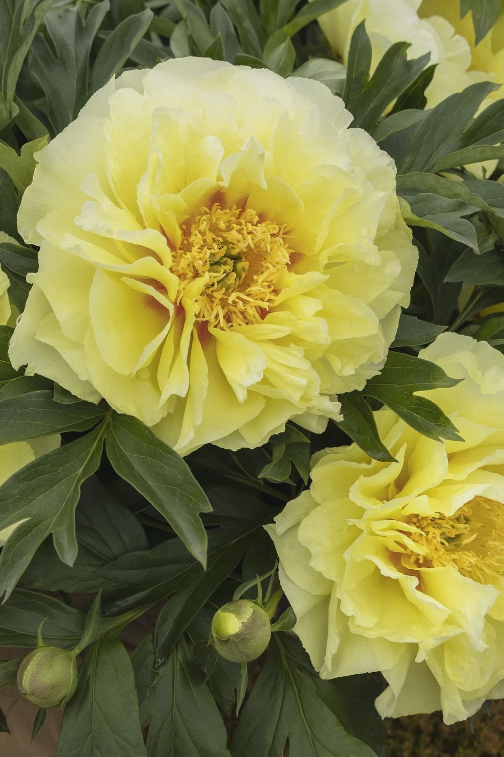 Peony, Bartzella 1g