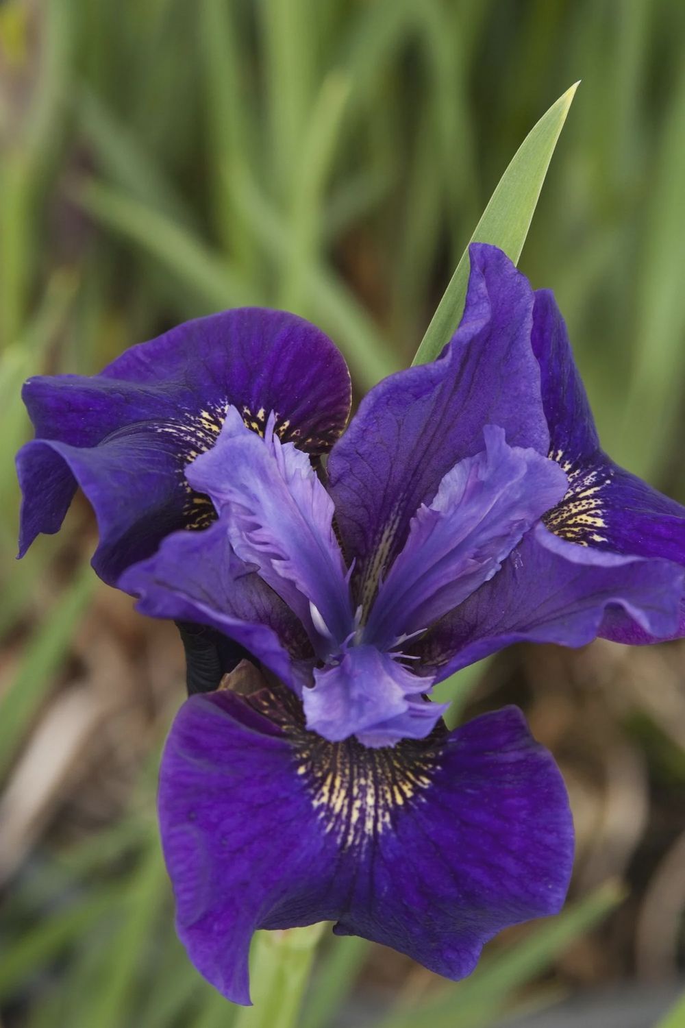 Iris, Ruffled Velvet 1 gal