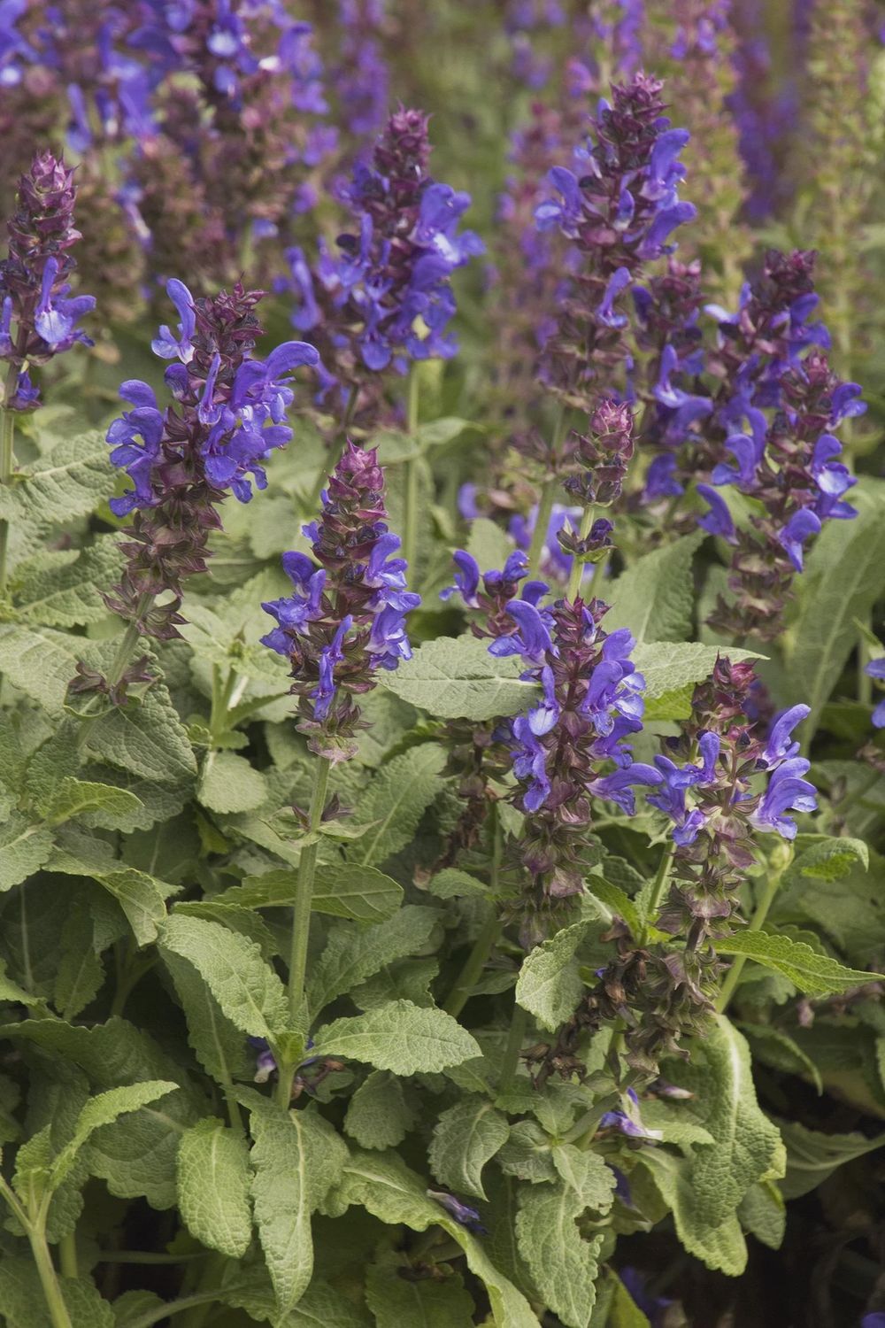 Salvia, Blue Marvel 1 gal