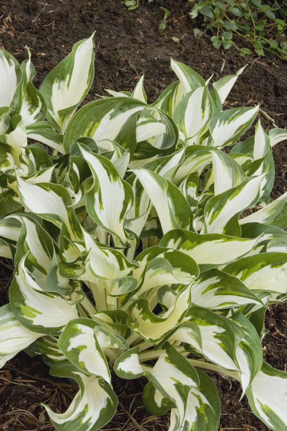 Hosta, Fire and Ice 1 gal