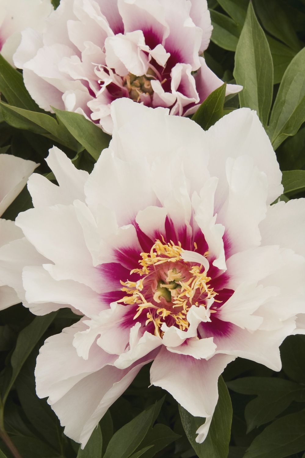 Peony, Cora Louise 1 gal