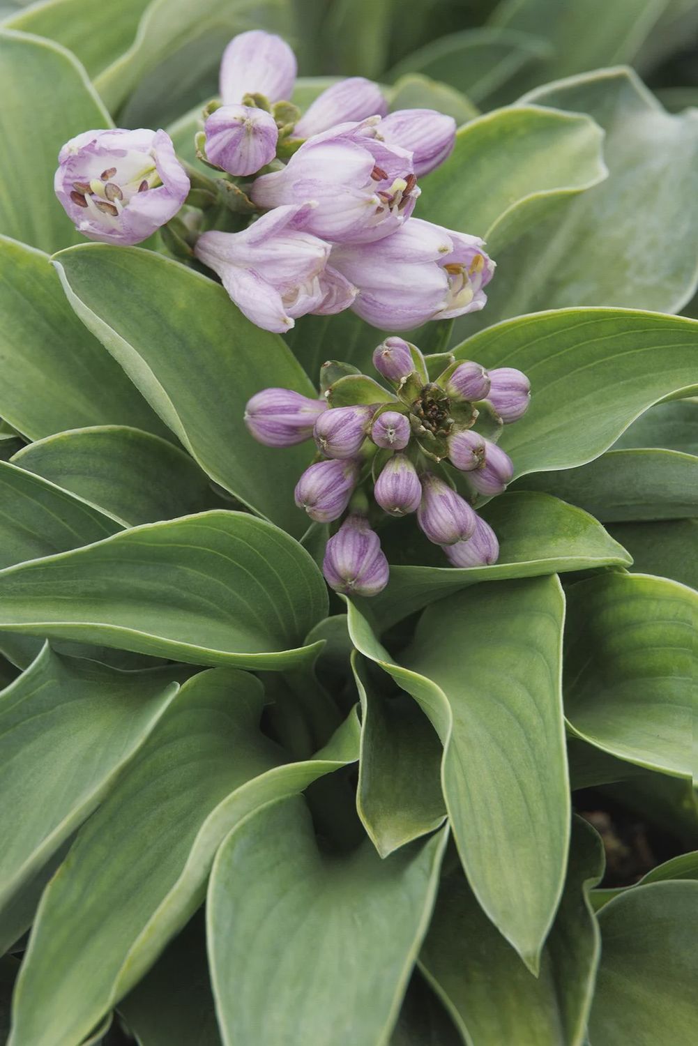 Hosta, Blue Mouse Ears 1 gal