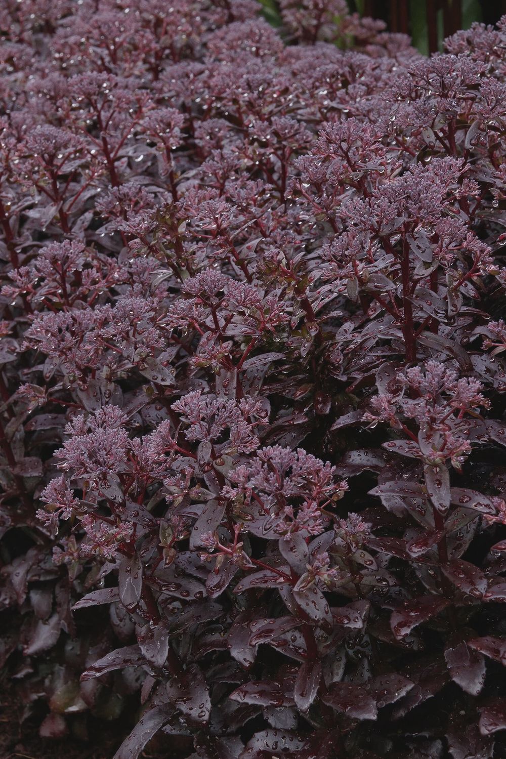 Sedum, Dark Magic 1 gal