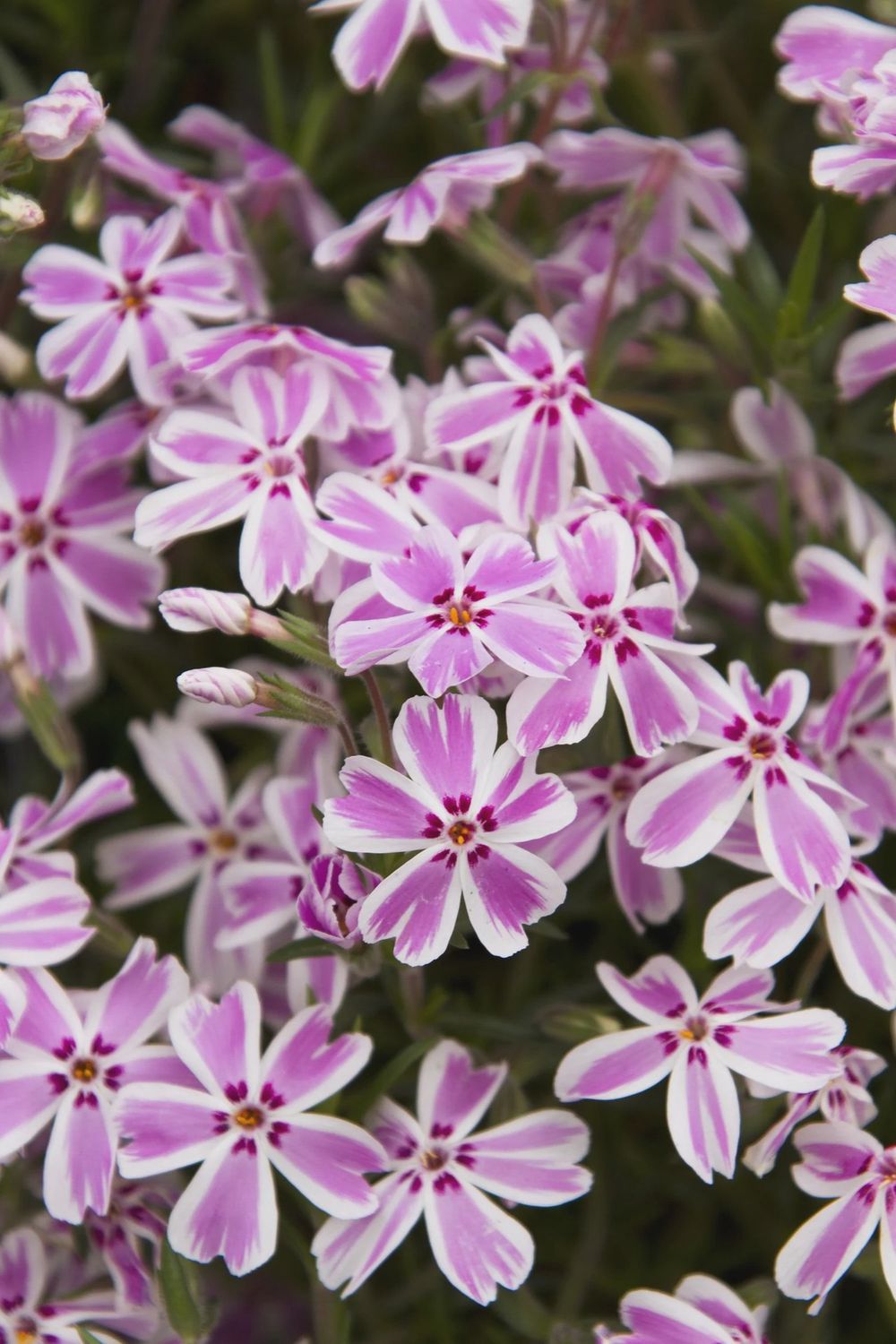 Phlox, Candy Stripe 1 gal