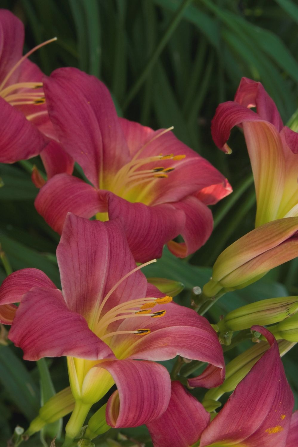 Daylily, Little Business 1 gal
