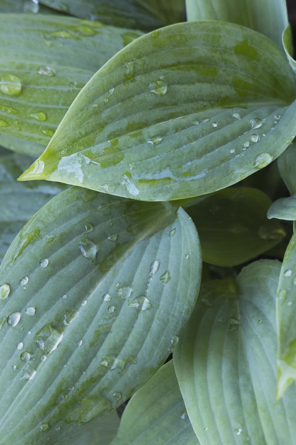 Hosta, Fragrant bouquet 1 gal