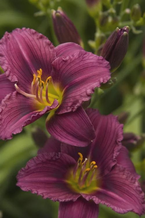 Daylily, Little Grapette 1 gal