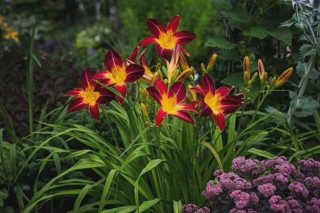 Daylily, Ruby Spider 1 gal