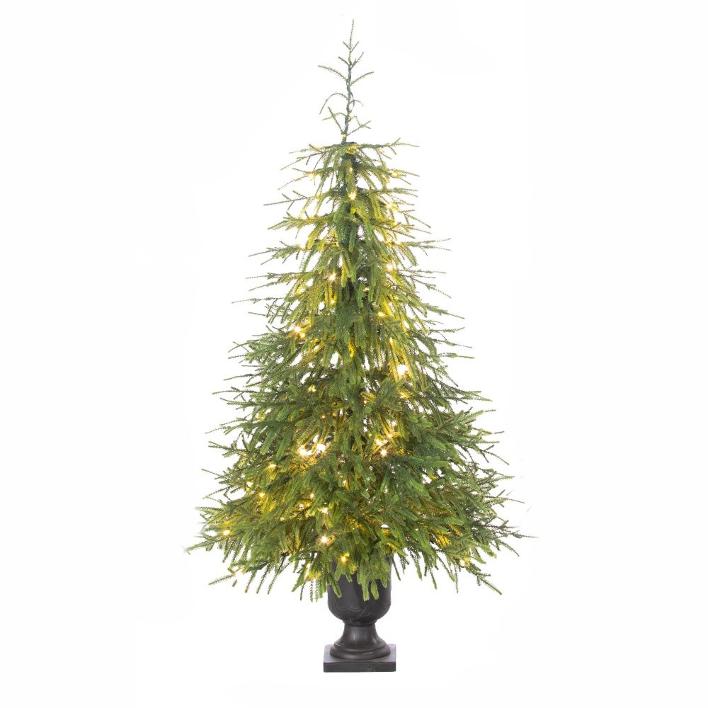 Tree, 6&#39;x36&quot; Norfolk Pine Potted