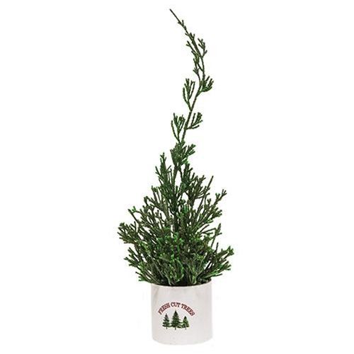 Tree, 11" Mini Cypress in "Fresh Cut Trees" Pot
