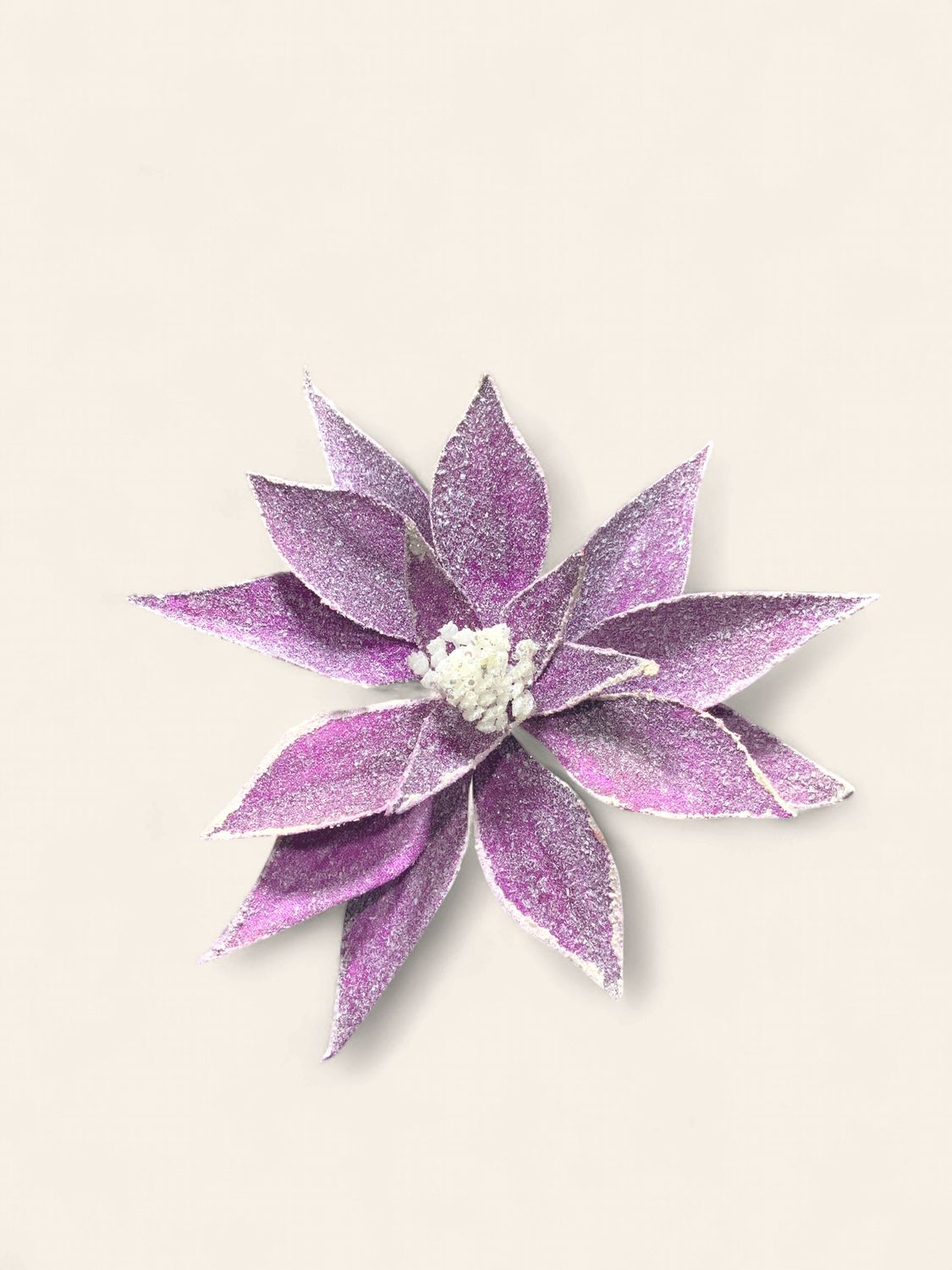Poinsettia, Purple White Frost