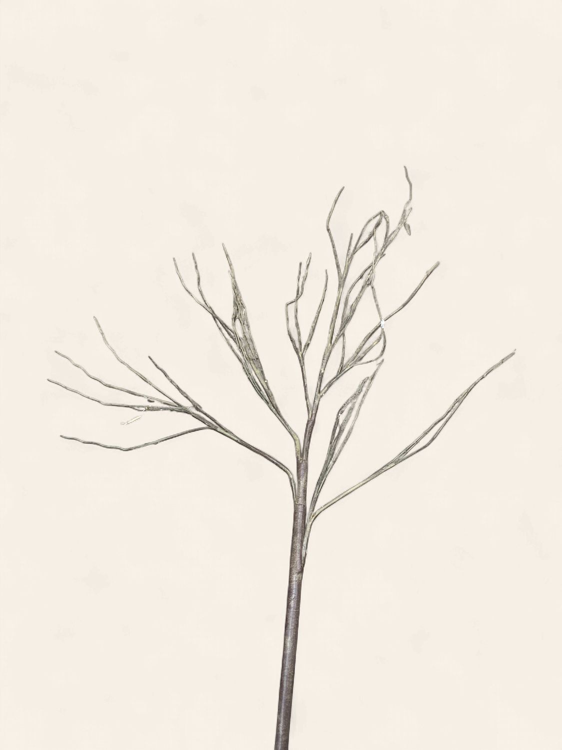 Branch, Birch 53"