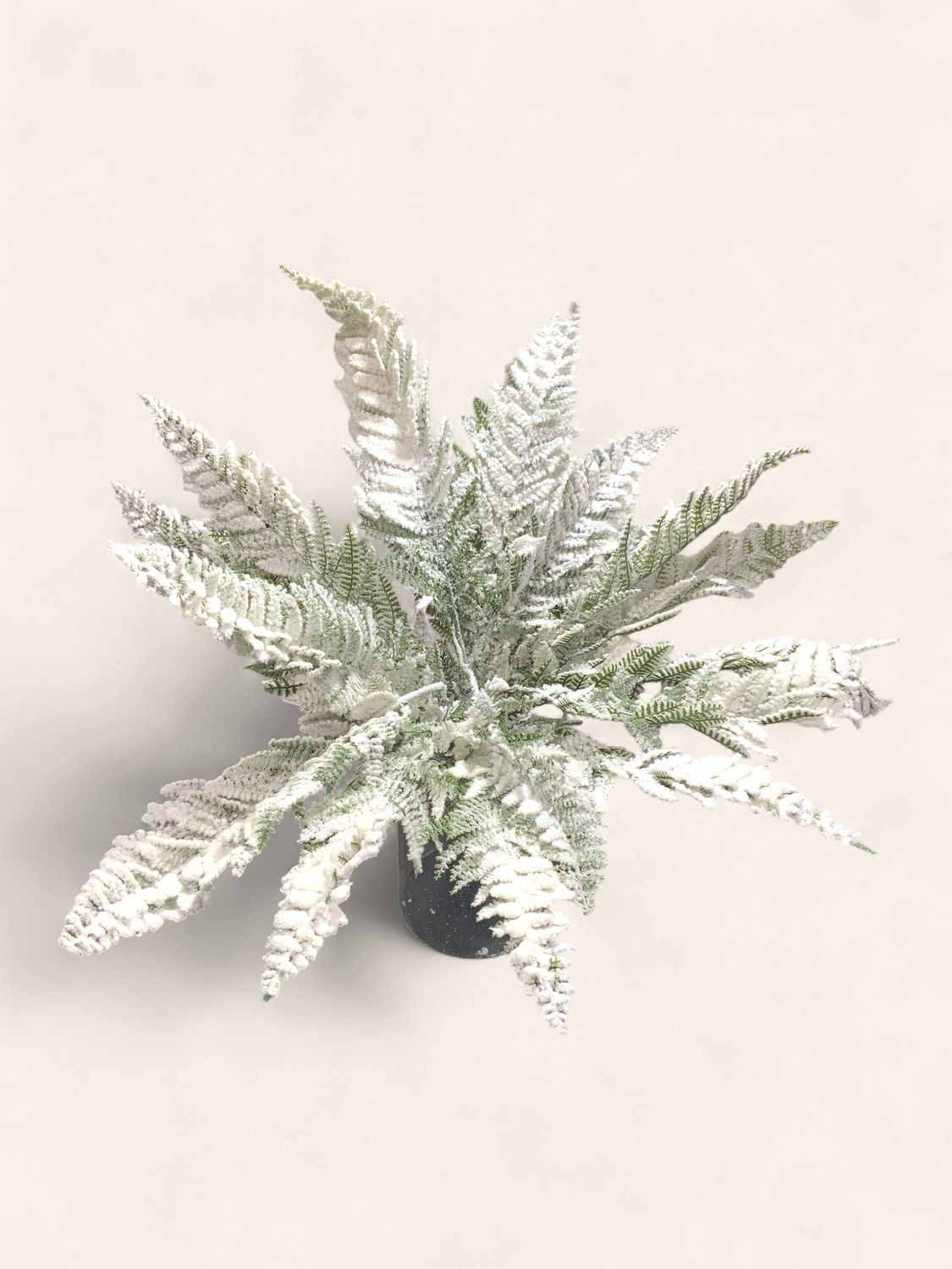 spray, fern bush 18" snowy